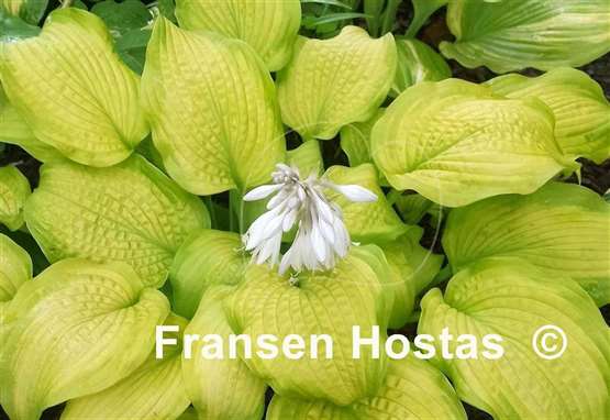 Hosta Made You Look